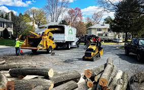 Best Stump Grinding and Removal  in Brownstown, IN